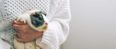 A middle-aged woman holds a guinea pig in her arms. Pet therapy, care and grooming. Human-Animal Relationshipの写真素材