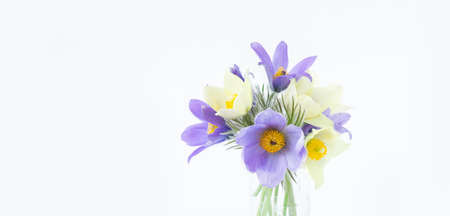 A bouquet of spring flowers, snowdrop or lumbago on light background. Copy space horizontal frame