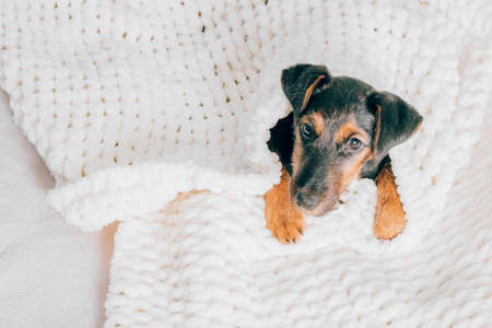 Dog breed yag-terrier on light background. A small puppy, pet, lies in fluffy soft blanket, hid in blanket.の写真素材