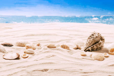 Sea exotic seashells molluscs seashells on white beach sand the backdrop of the sea . Summer...