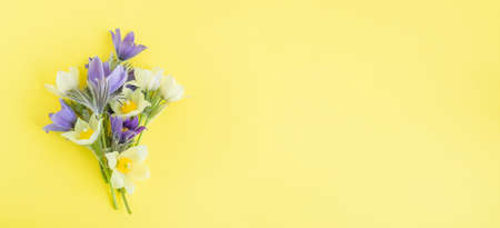 Bouquet of spring flowers. Snowdrop or lumbago on bright yellow background with copy space horizontal frameの写真素材