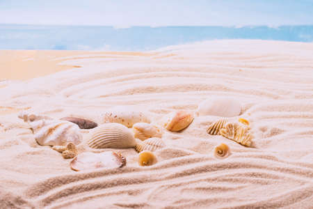 Sea exotic seashells molluscs seashells white beach sand. Summer vacation travel concept. Postcard template copy spaceの写真素材