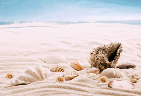 Sea exotic seashells molluscs seashells white beach sand. Summer vacation travel concept. Postcard template copy spaceの写真素材