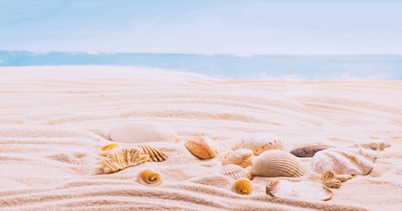 Sea exotic seashells molluscs seashells white beach sand. Summer vacation travel concept. Postcard template copy spaceの写真素材
