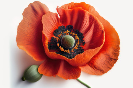 Red poppy flower on white background. Template, mockup for postcard invitation, copy space. Illustration generated by Aiの素材