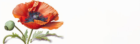 Red poppy flower on white background. Template, mockup for postcard invitation, copy space. Illustration generated by Aiの素材