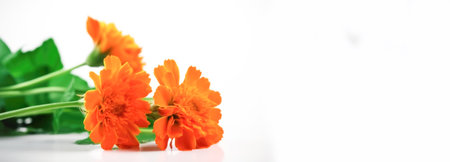 Festive composition for the National Day of India, Independence Day, orange marigold flowers, white backgroundの素材