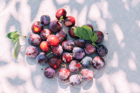 Fresh plum, fruits of ripe organic fruits on kitchen table, top view. seasonal harvestの写真素材
