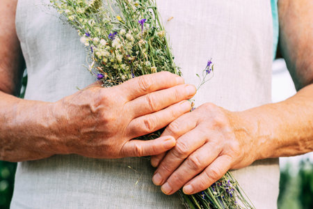Hands of an elderly woman of herbalist healer hold bunch of medicinal herbs. Alternative medicineの写真素材