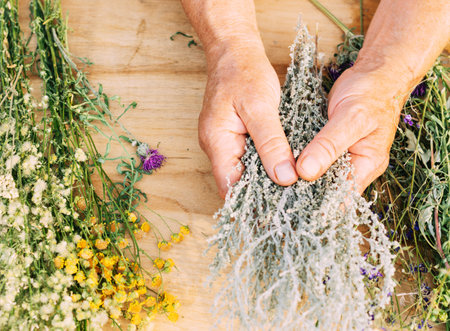 Womens hands hold a bunch of medicinal herbs. Woman herbalist doctor prepares herbal collection. Alternative medicineの写真素材
