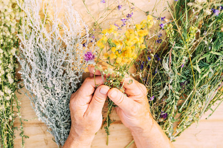 Womens hands hold a bunch of medicinal herbs. Woman herbalist doctor prepares herbal collection. Alternative medicineの写真素材