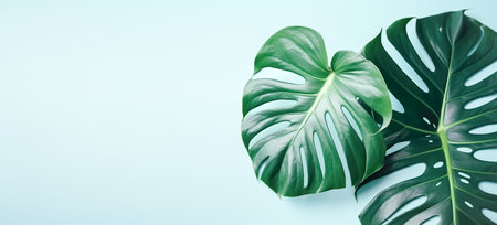 Fresh leaves of a tropical monstera plant, pastel blue background. Minimalism concept. Natural floral backgroundの素材