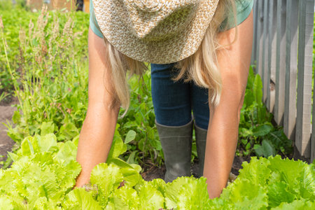 Female gardener harvesting lettuce in a sunlit garden. Growing organic vegetables, natural farmingの写真素材