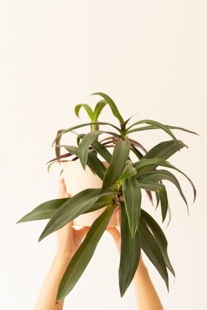Hands holding Tradescantia houseplant in green pot on neutral light background. Indoor gardening, eco hobby, love of plantsの写真素材