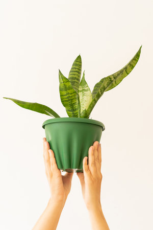 Hands holding Sansevieria houseplant in green pot on neutral light background. Indoor gardening, eco hobby, love of plantsの写真素材