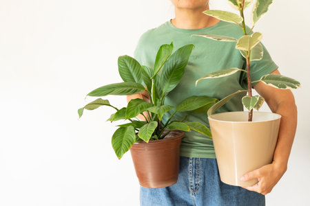 Woman in green t-shirt holding potted spathiphyllum and Ficus houseplants. Indoor gardening, eco-hobby, love for plantsの写真素材