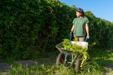 Caucasian female gardener with wheelbarrow in sunny green garden with hedge in background. Bright sunny dayの写真素材
