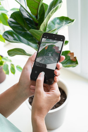 Woman examining a diseased dried leaf of a house plant ficus with a smartphone in her hands. Caring...