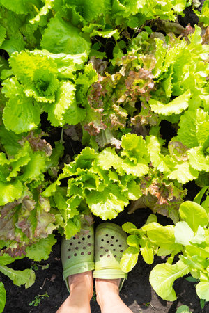 Person standing in lush green lettuce garden wearing green shoes