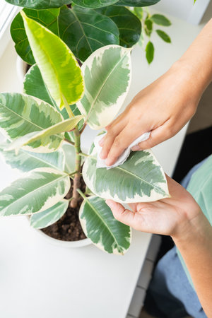 Woman caring for ficus variegated indoors, gently cleaning and moisturizing the leaves. Caring for...
