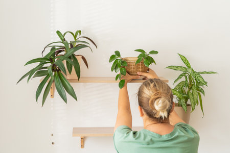 European woman arranging houseplants on wooden wall shelves in minimalist space. Eco-friendly decor of modern home, eco-hobby, love of plantsの写真素材