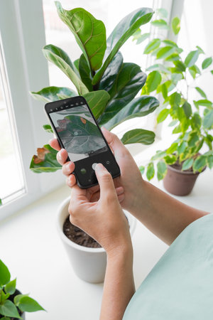 Woman examining a diseased dried leaf of a house plant ficus with a smartphone in her hands. Caring care and health of plants. Eco-friendly decor of a modern homeの写真素材