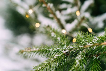 Snow-covered evergreen branches with softly glowing holiday lights. Festive composition, mockup for a New Years cardの写真素材