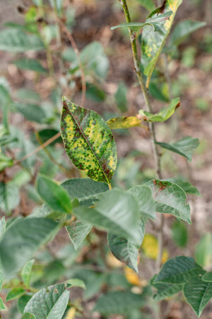 Plant leaves showing symptoms of disease, turning yellow with dark spots some tears on edges. Crop...