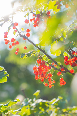 Vibrant red currants on sunlit branch in lush greenery