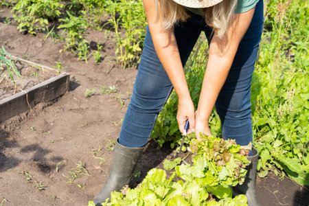Female adult harvesting fresh lettuce in garden with straw hat and boots. Growing organic vegetables, natural farmingの写真素材