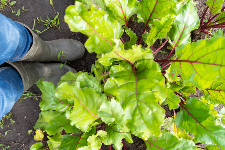 Top view of person in boots tending vibrant green beetroot plants in garden