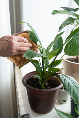 An elderly womans hands, using bamboo cloth, wipe a leaf and tend to peace lily in pot on bright...