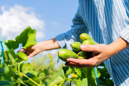 A farmer picks fresh cucumbers in a sunlit garden. Natural economy, ecological lifestyleの写真素材