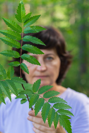Mature caucasian female holding rowan leaves in forest setting