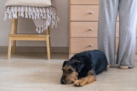 Loyal terrier dog relaxing on the bright wooden floor while its owner stands nearby in a calm...