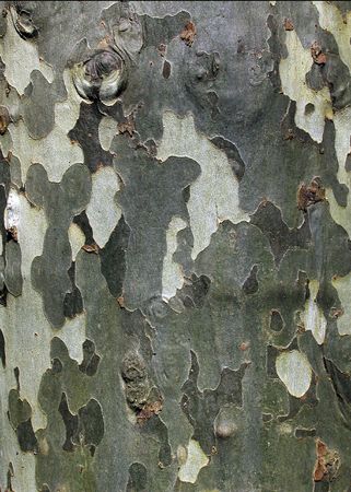 Plane tree barkの写真素材