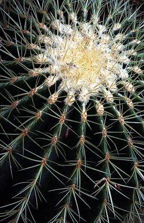 Young cactus detailの写真素材