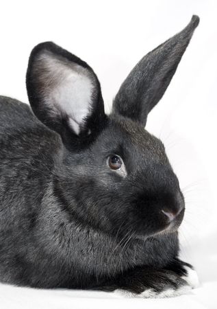 Portrait of a young black rabbitの写真素材