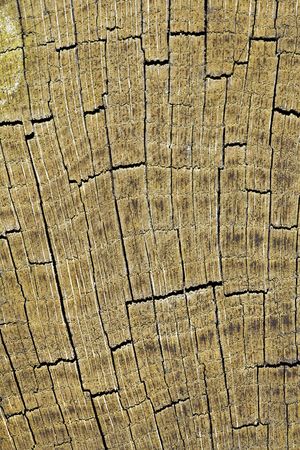 Cracked butt-end of an old oak logの写真素材