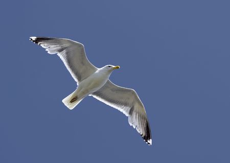Flying seagull, wings spread wide, clear blue skyの写真素材