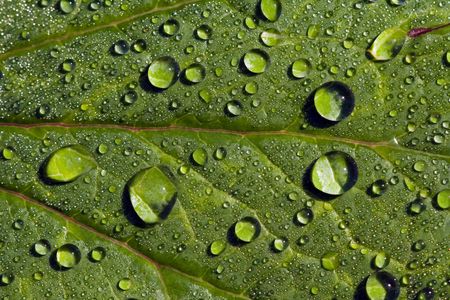 Close-up of a green leaf covered by raindropsの写真素材