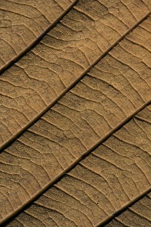 Close up shot of a brown leaf back sideの写真素材