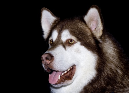 Portrait of a vigilant malamuteの写真素材