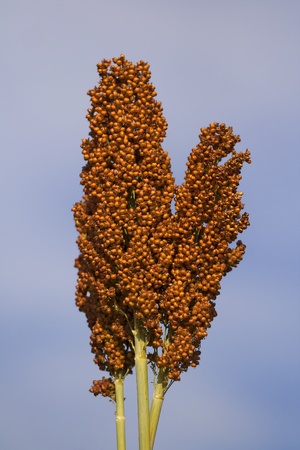 Single panicle of sorghum under blue skyの写真素材