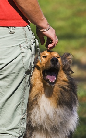 Panting collie at the feet of the dog trainerの写真素材