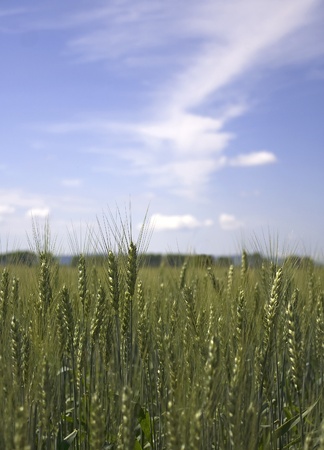 Wheat field under cloudy blue skyの写真素材