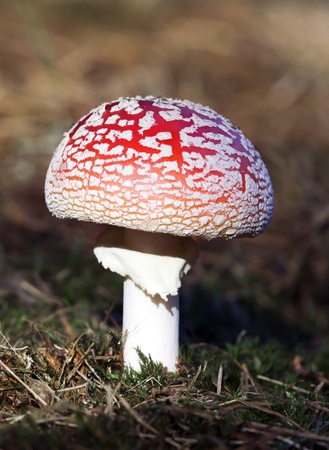 Young fly agaric fruit bodyの写真素材