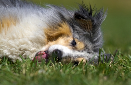 Young tricolor sheltie lying in the grassの写真素材