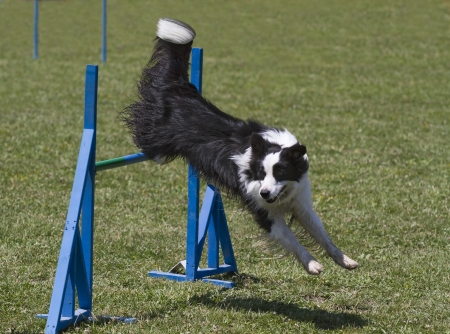 Black and white border collie exercising in agility courseのeditorial素材