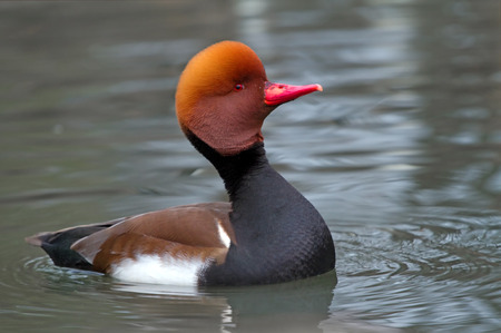 Red crested pochard  Netta rufina  male posingの写真素材